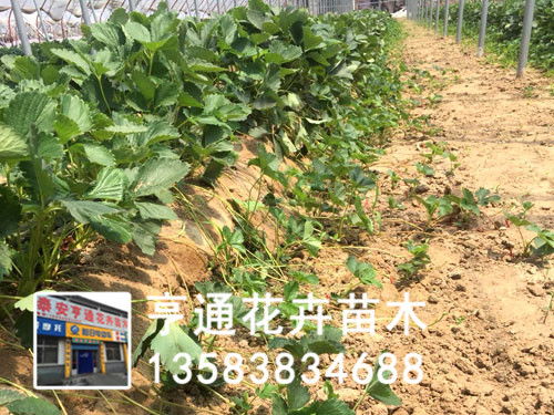 草莓苗种植基地售价价格 草莓苗种植基地售价厂家批发 