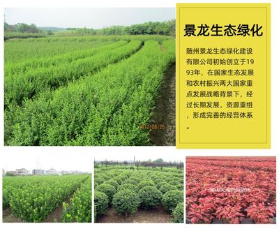 苗木种植基地公司 陕西苗木种植基地 景龙生态绿化建设